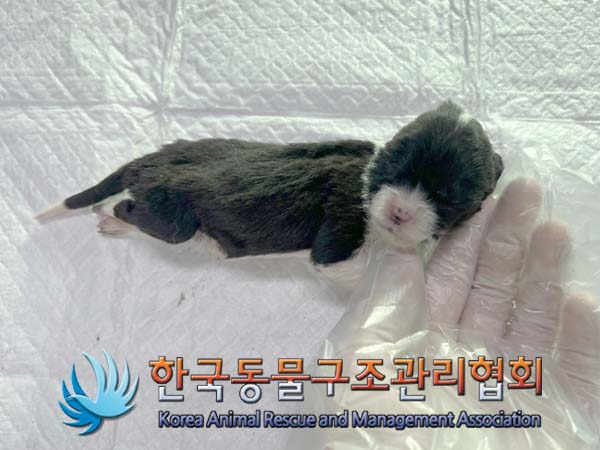 한국동물구조관리협회_441414202400018