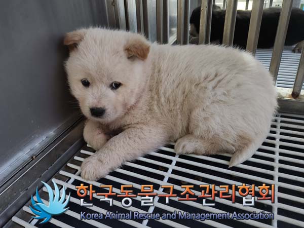 종료(안락사) 믹스…