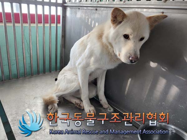 한국동물구조관리협회_441409202400031