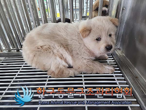 한국동물구조관리협회_441406202400059