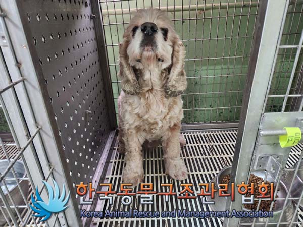 한국동물구조관리협회_441392202400012