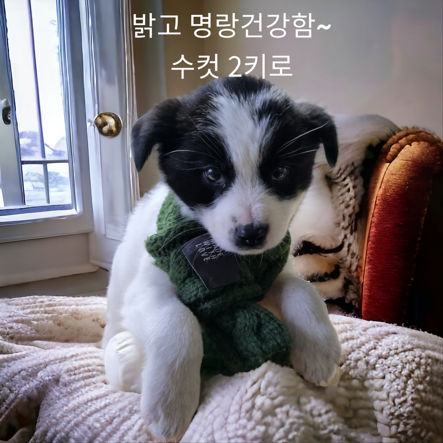 종료(입양) 믹스견…