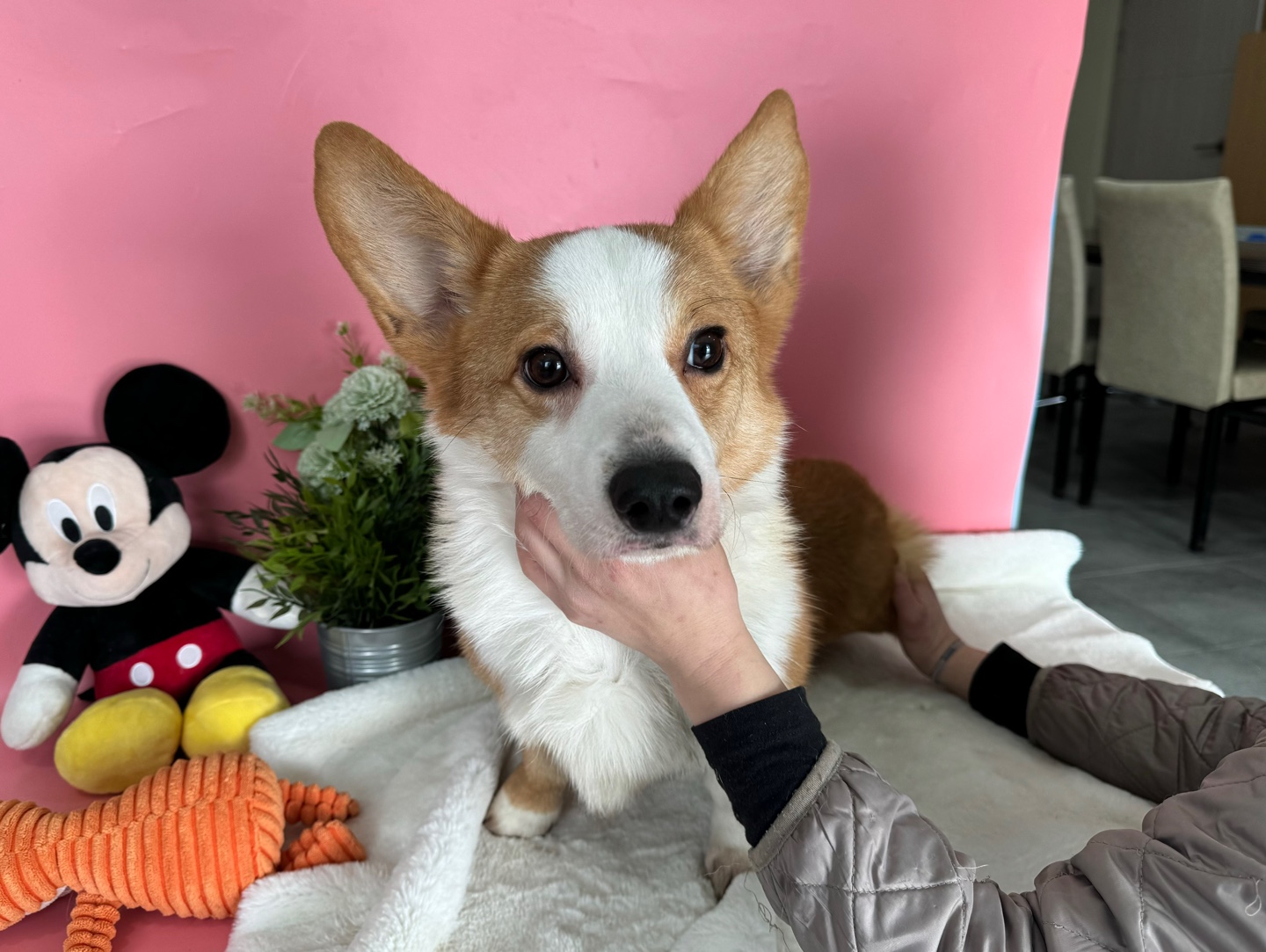 (사)영일동물플러스_447502202400043