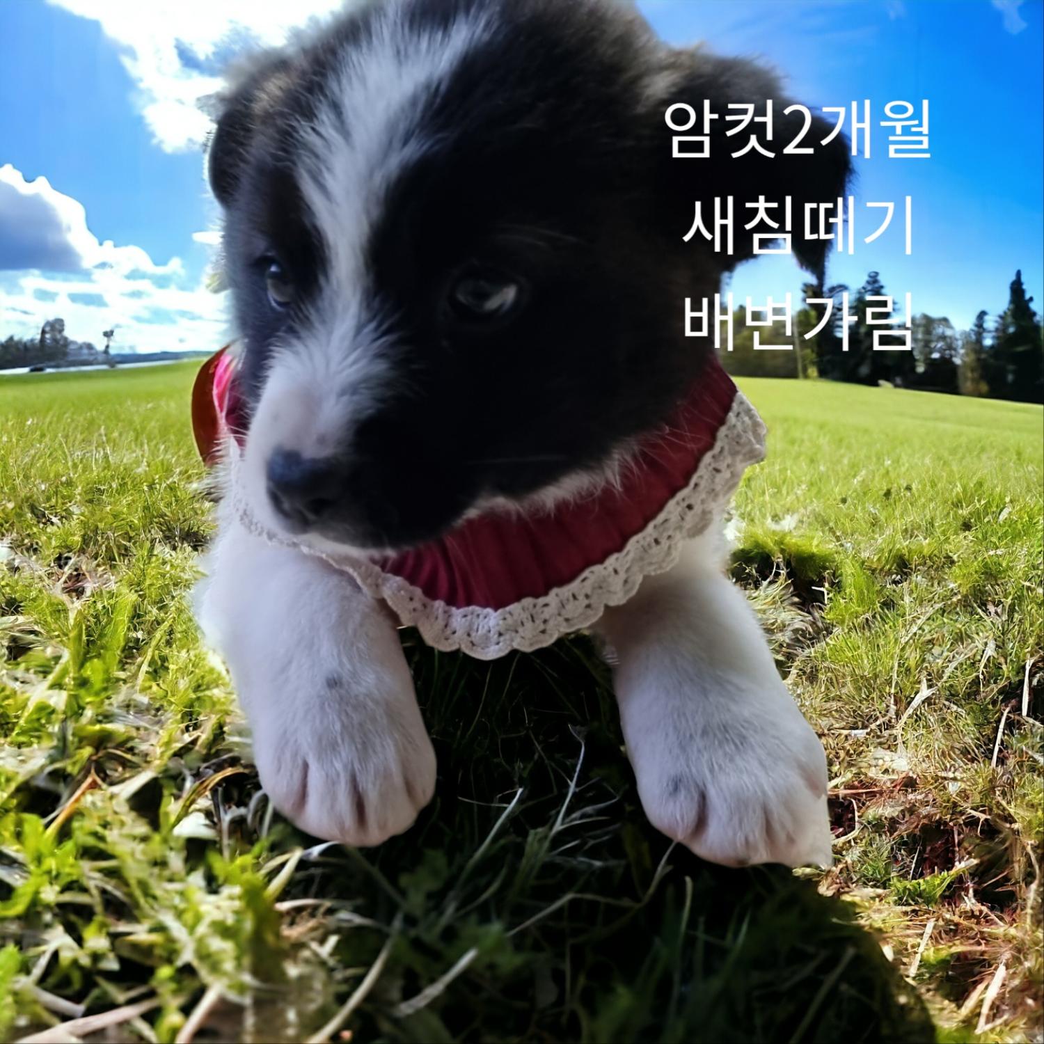 종료(입양) 믹스견…