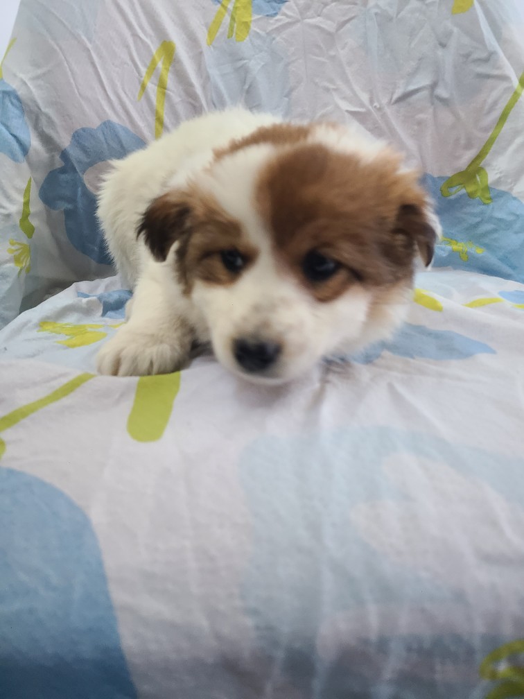 군위종합동물병원_427514202400023