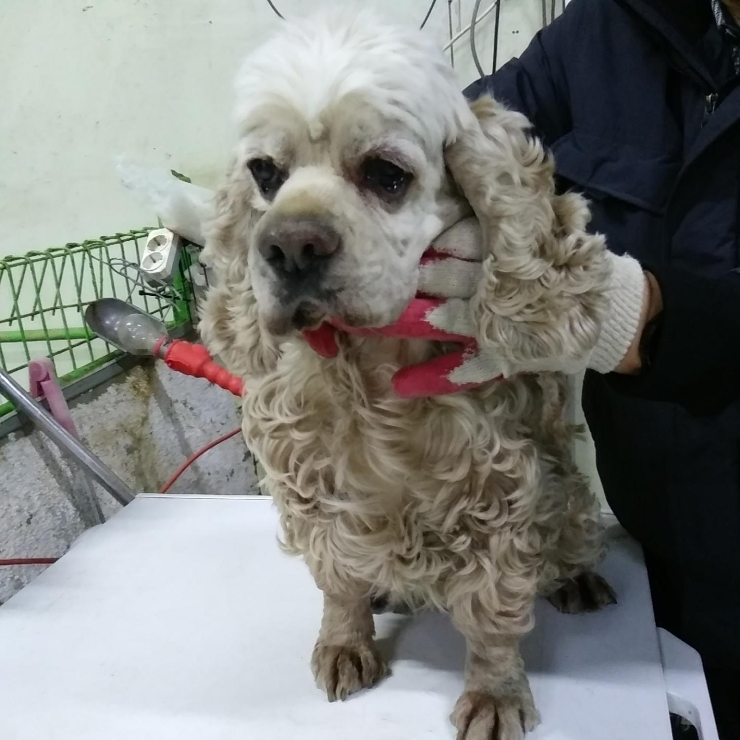 인천광역시수의사회_428351202400009