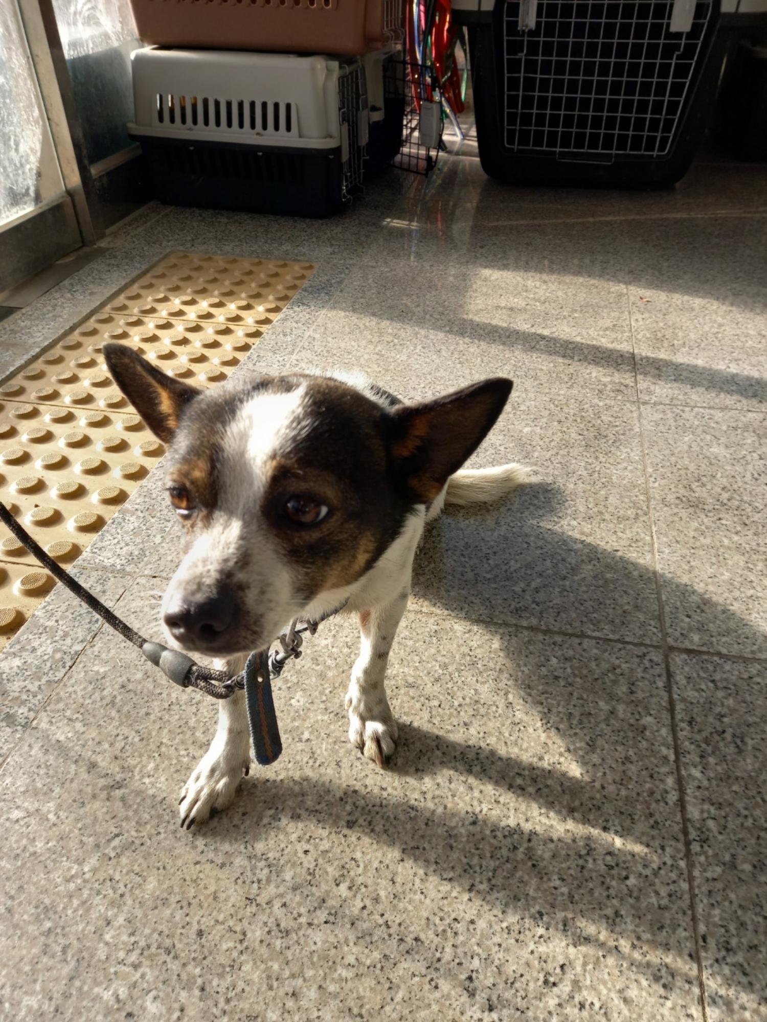 구미시 동물보호센터_447508202400016