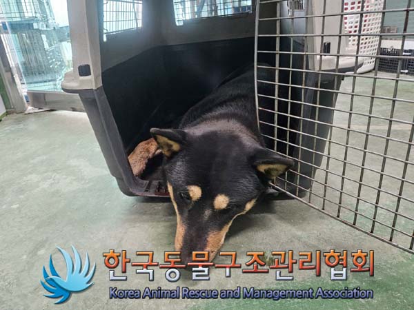 종료(자연사) 믹스…