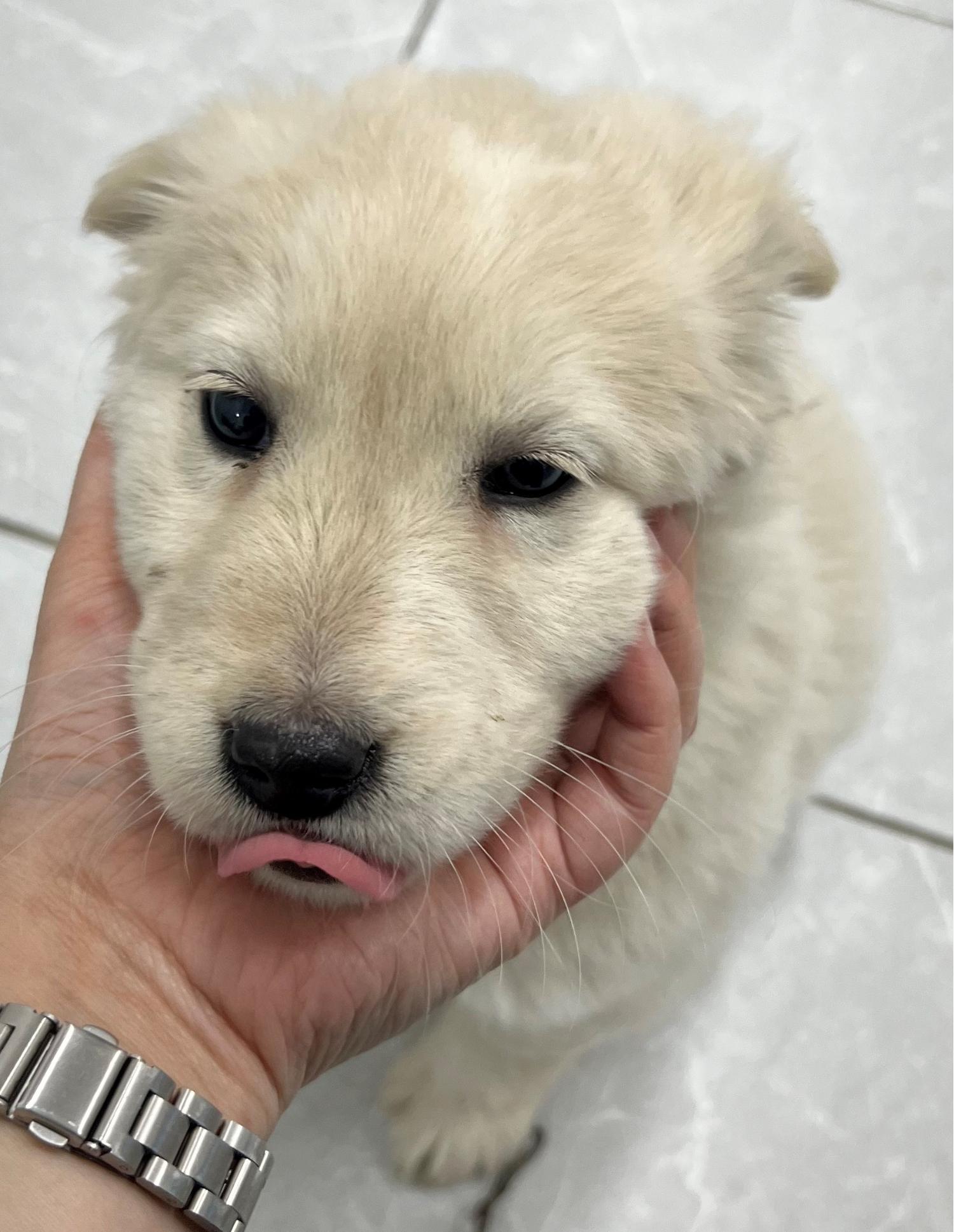 담양군 동물보호센터_446485202400008