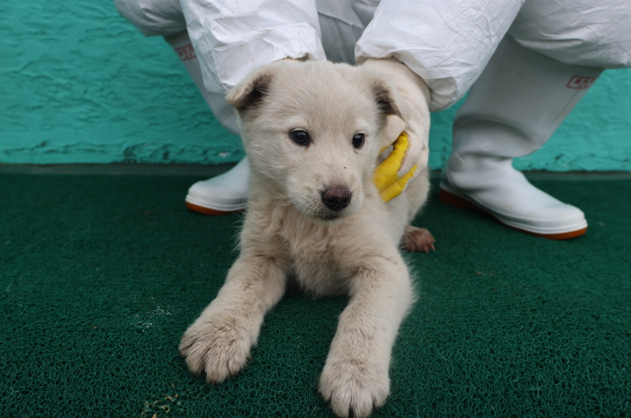 제주 동물보호센터_450650202400124