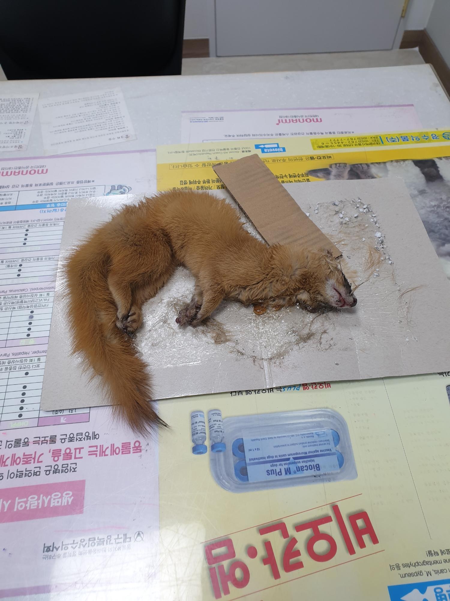 종료(자연사) 패럿…