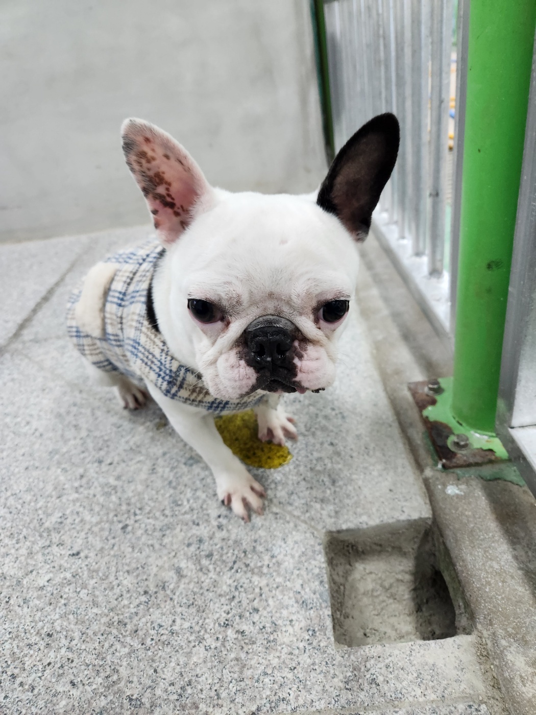 영주시 동물보호센터_447509202400019
