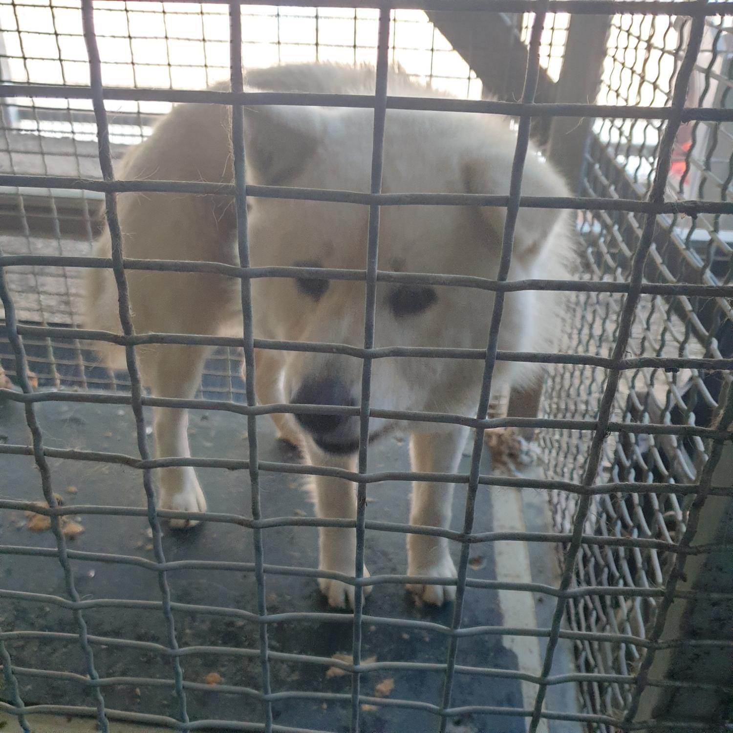 남양동물보호센터_441553202400086