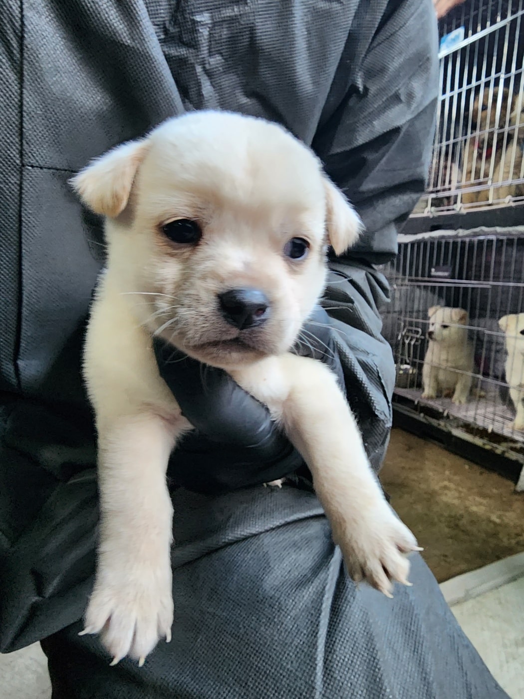 정읍시 동물보호소_445469202400050
