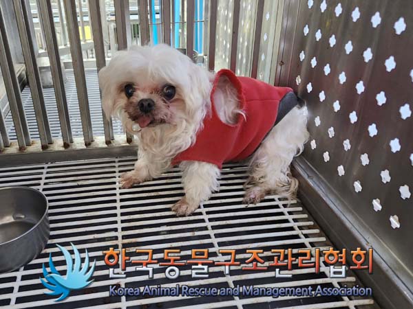 종료(반환) 말티즈…
