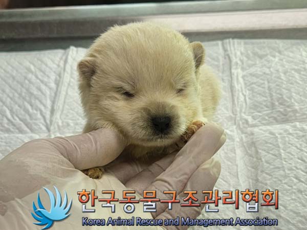 종료(자연사) 믹스…