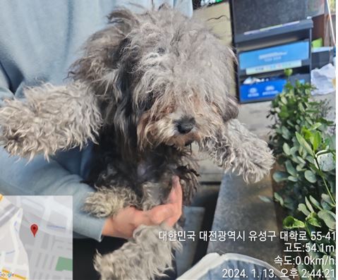 종료(입양) 믹스견…