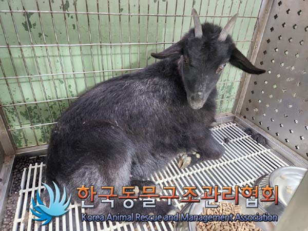 한국동물구조관리협회_441414202400022