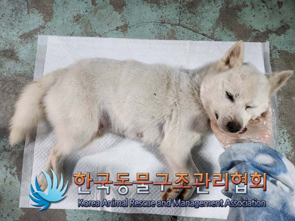 종료(자연사) 믹스…