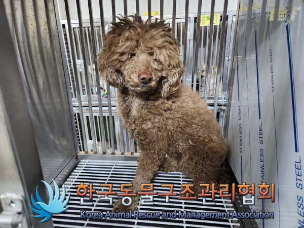 보호중 푸들의 가족…