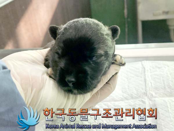 한국동물구조관리협회_441414202400023