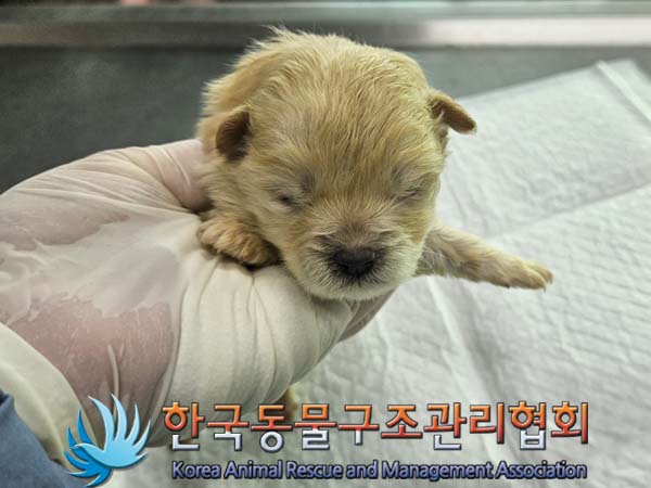 종료(자연사) 믹스…