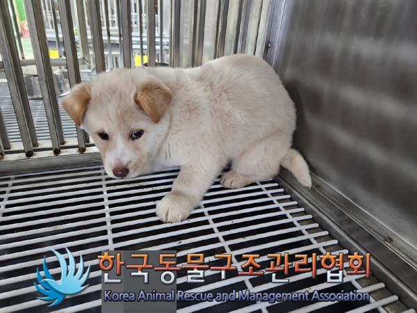 한국동물구조관리협회_441559202400031