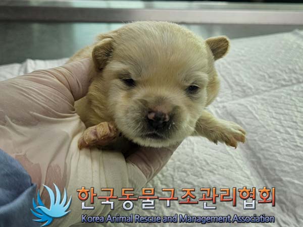 종료(자연사) 믹스…