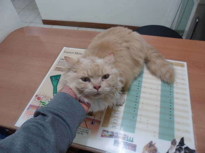 강현림동물병원_411320202400015