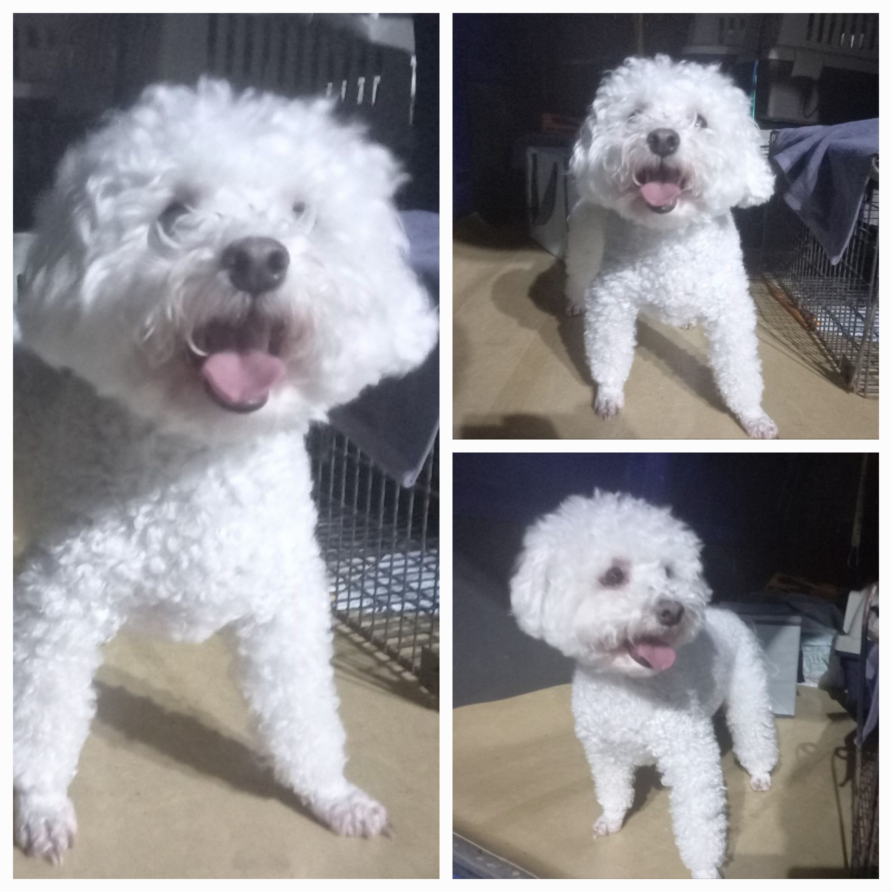 유기동물보호소_446481202400030