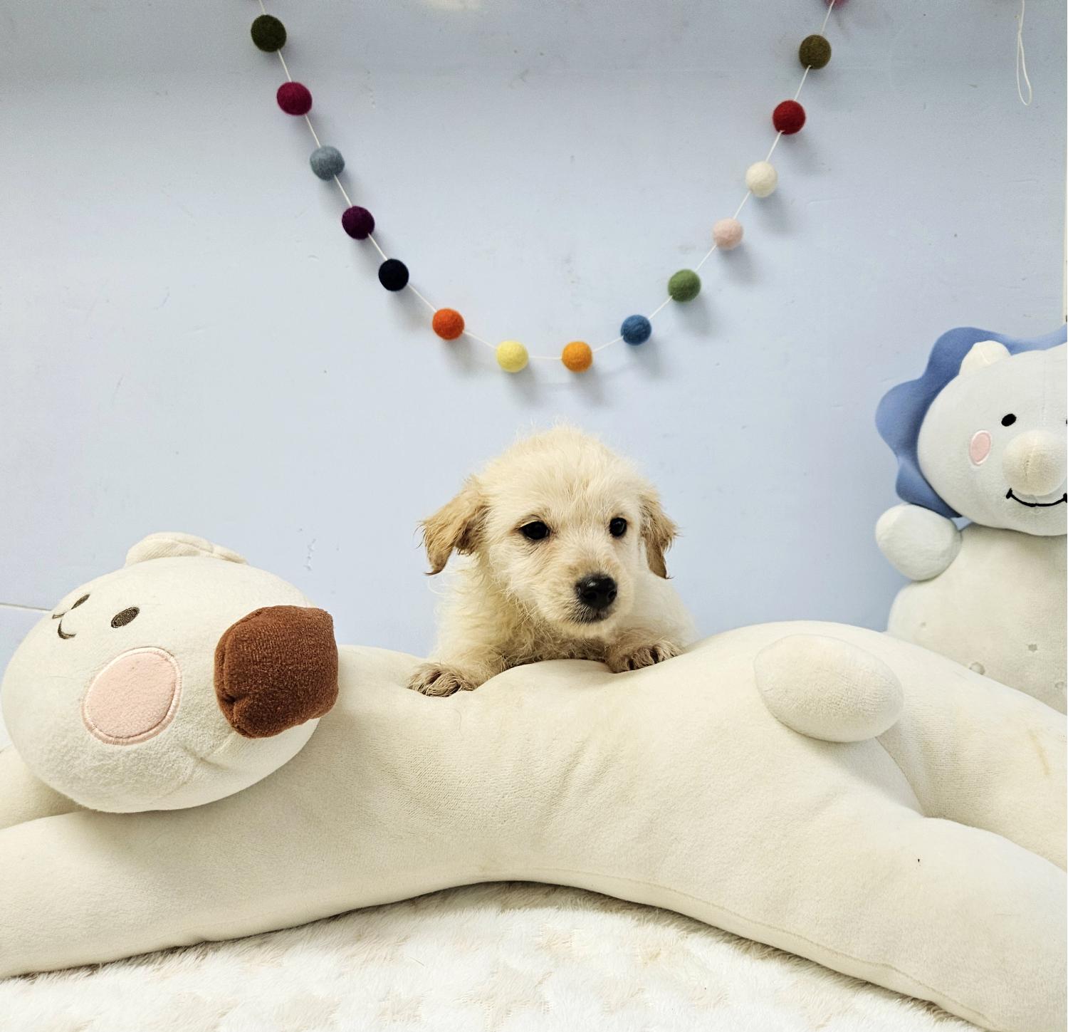 통영시동물보호센터_448533202400016