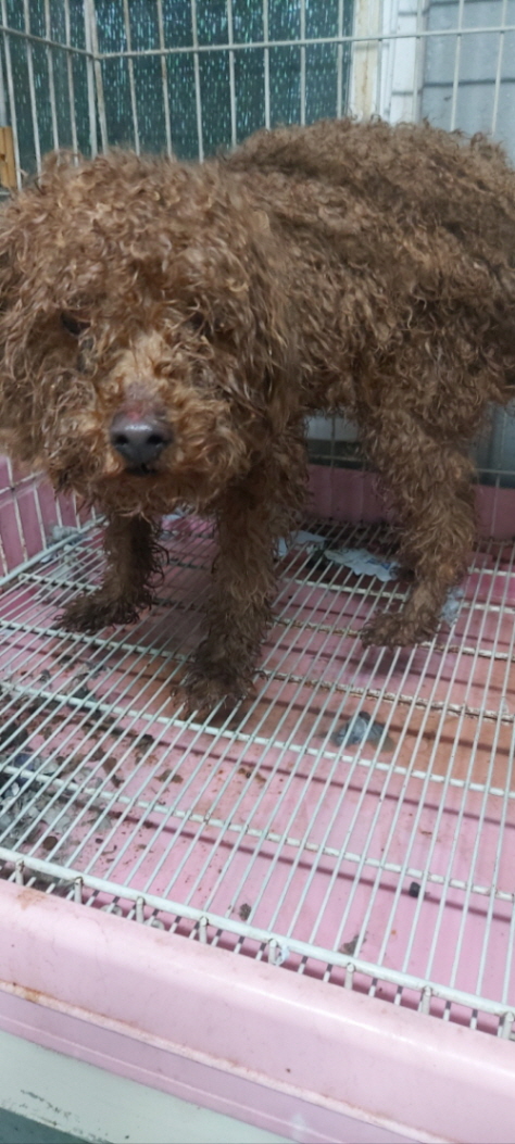 보령시유기동물보호소_444451202400028