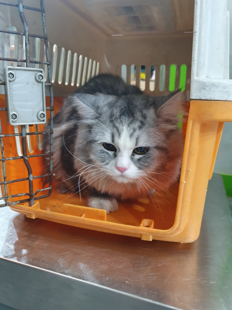 펫앤쉘터동물병원_441378202400019