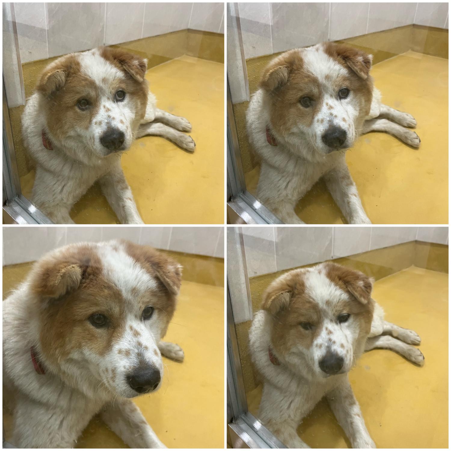 천안시 동물보호센터_444449202400059