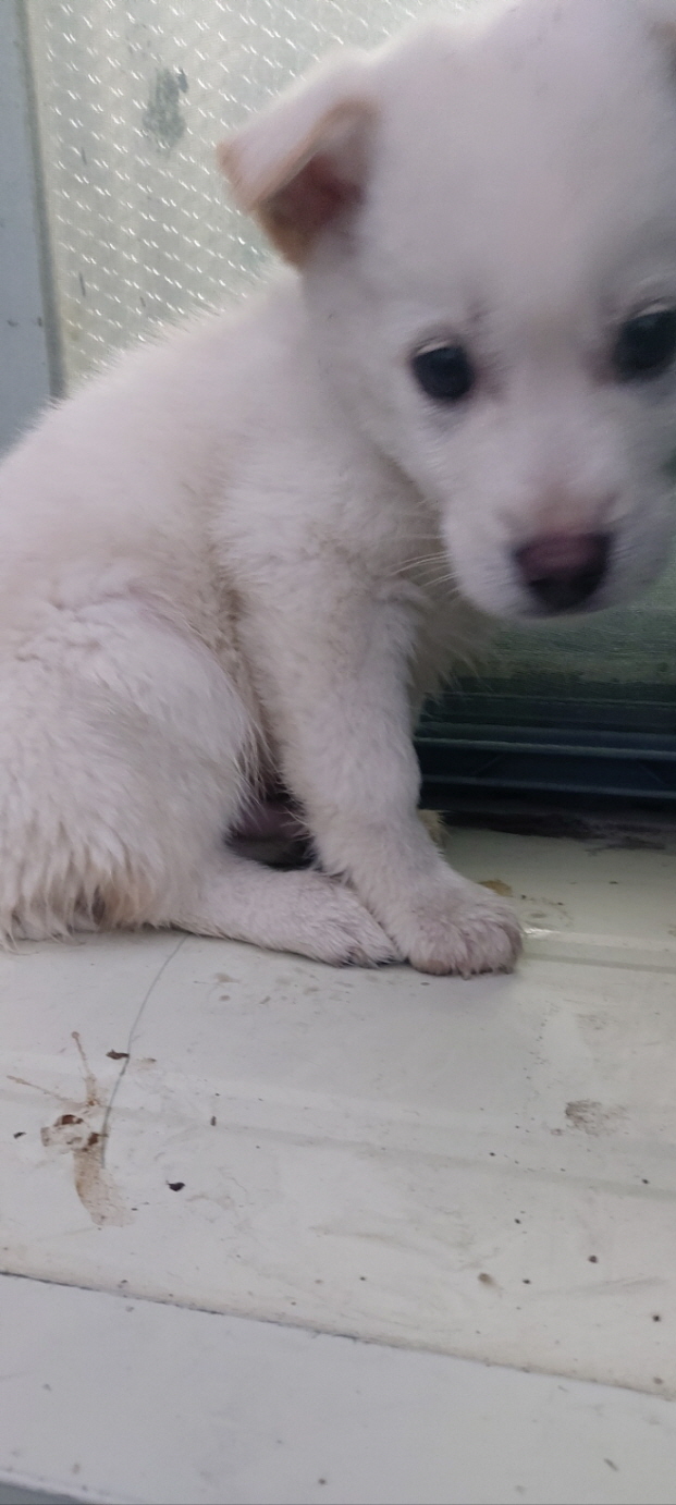 보령시유기동물보호소_444451202400029