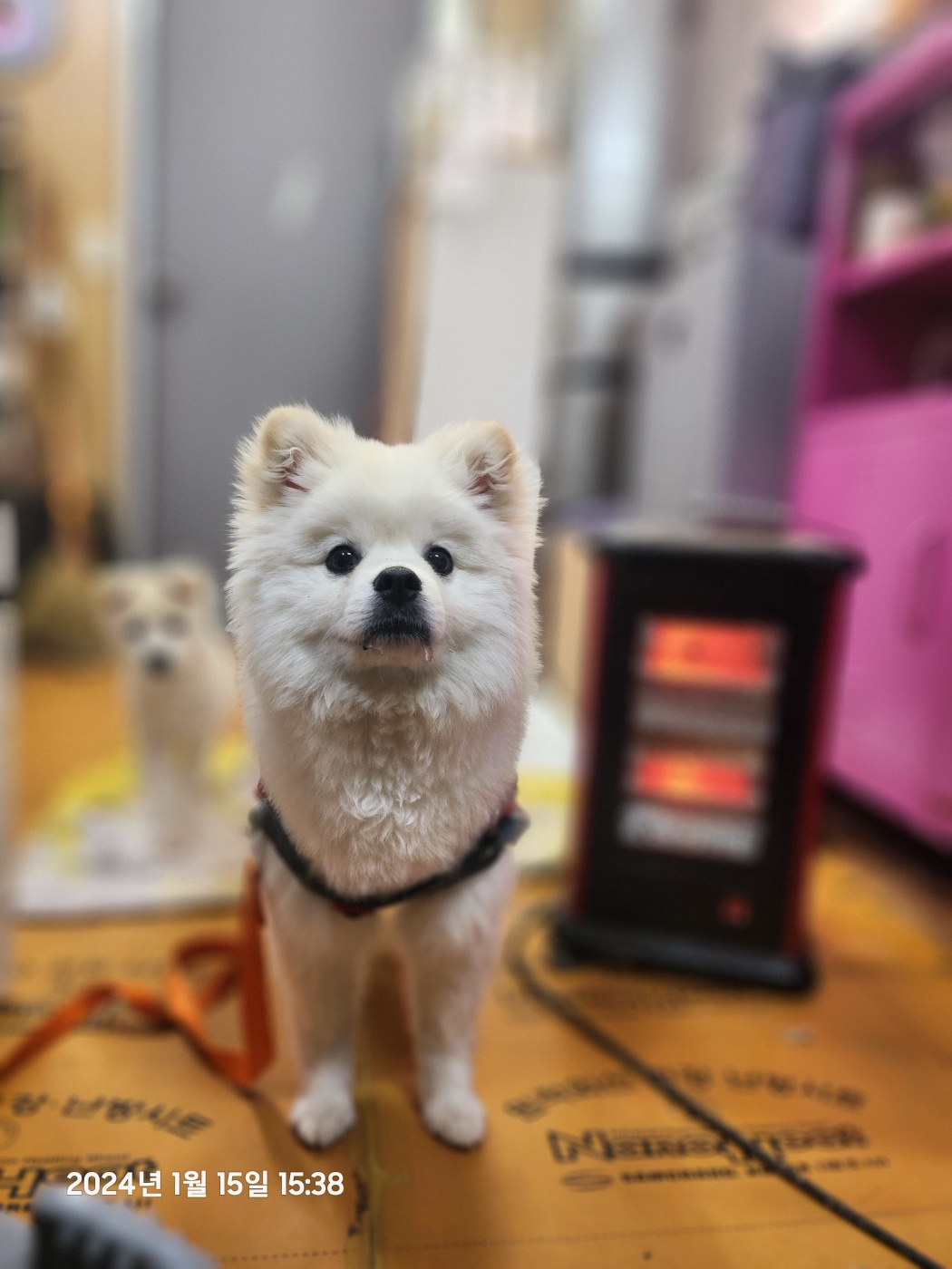 울산유기동물보호센터_431372202400009
