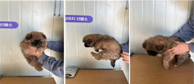부산동물보호센터_426332202400006