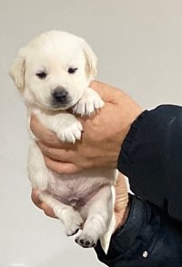 영덕유기동물보호센터_447518202400016