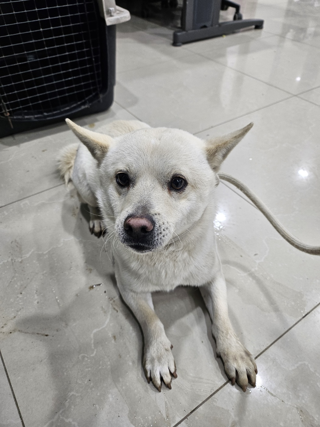 반려동물보호센터_443571202400056