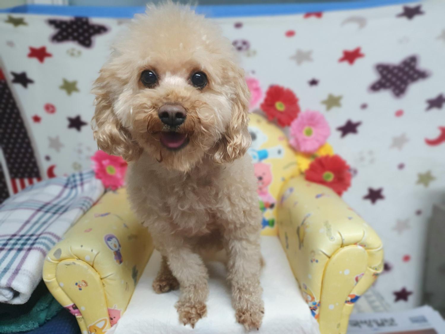 보호중 푸들의 가족…