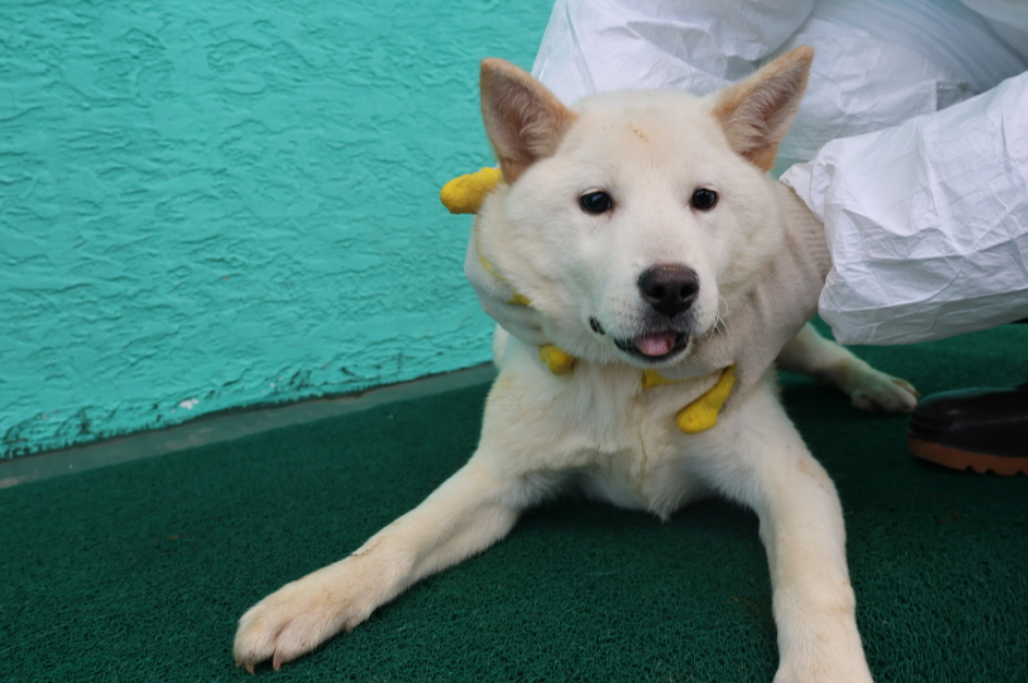 제주 동물보호센터_450650202400153