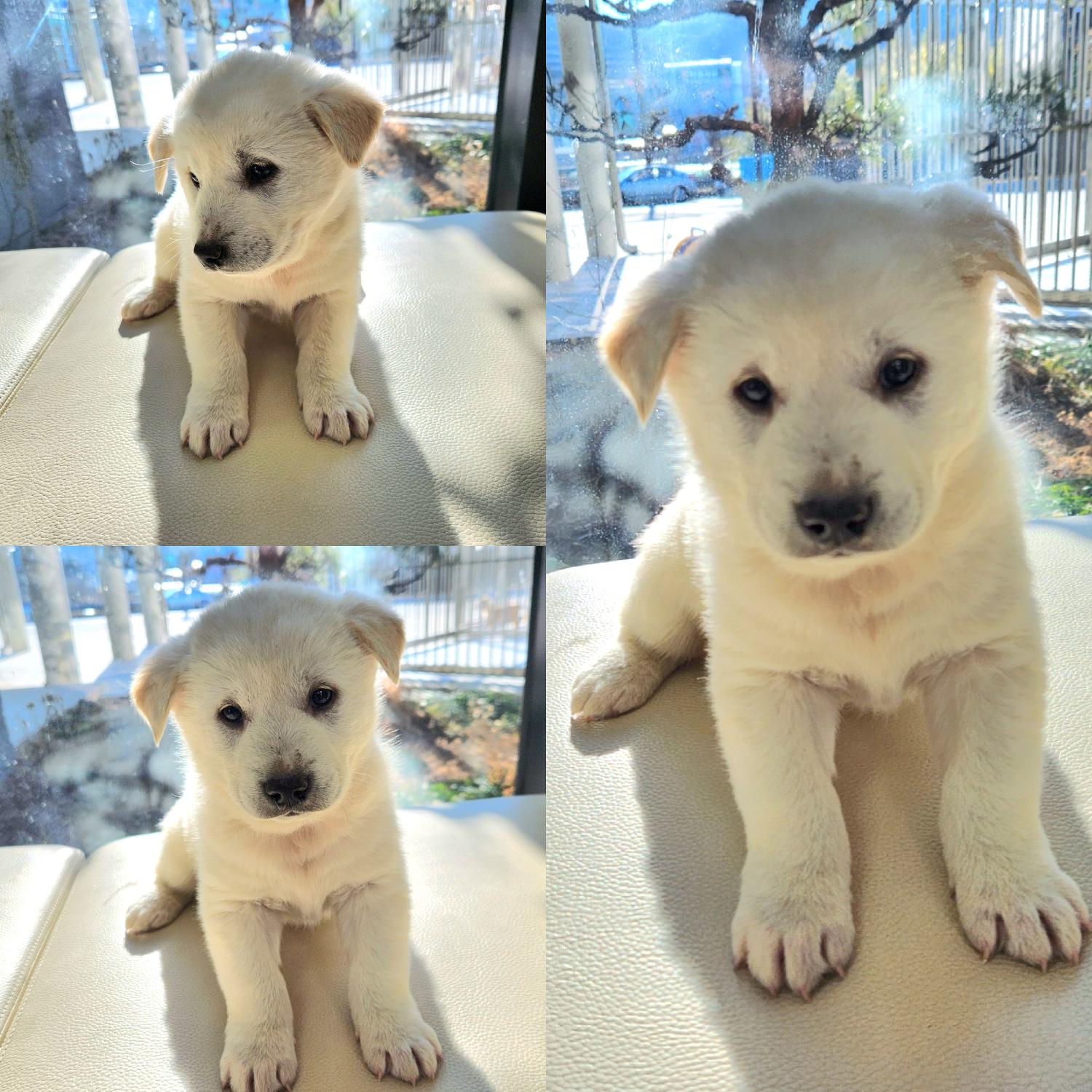 경주동물사랑보호센터_447505202400035