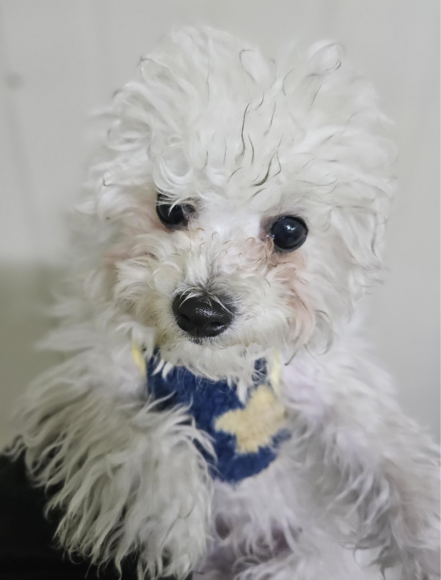 대구유기동물보호협회_427347202400014