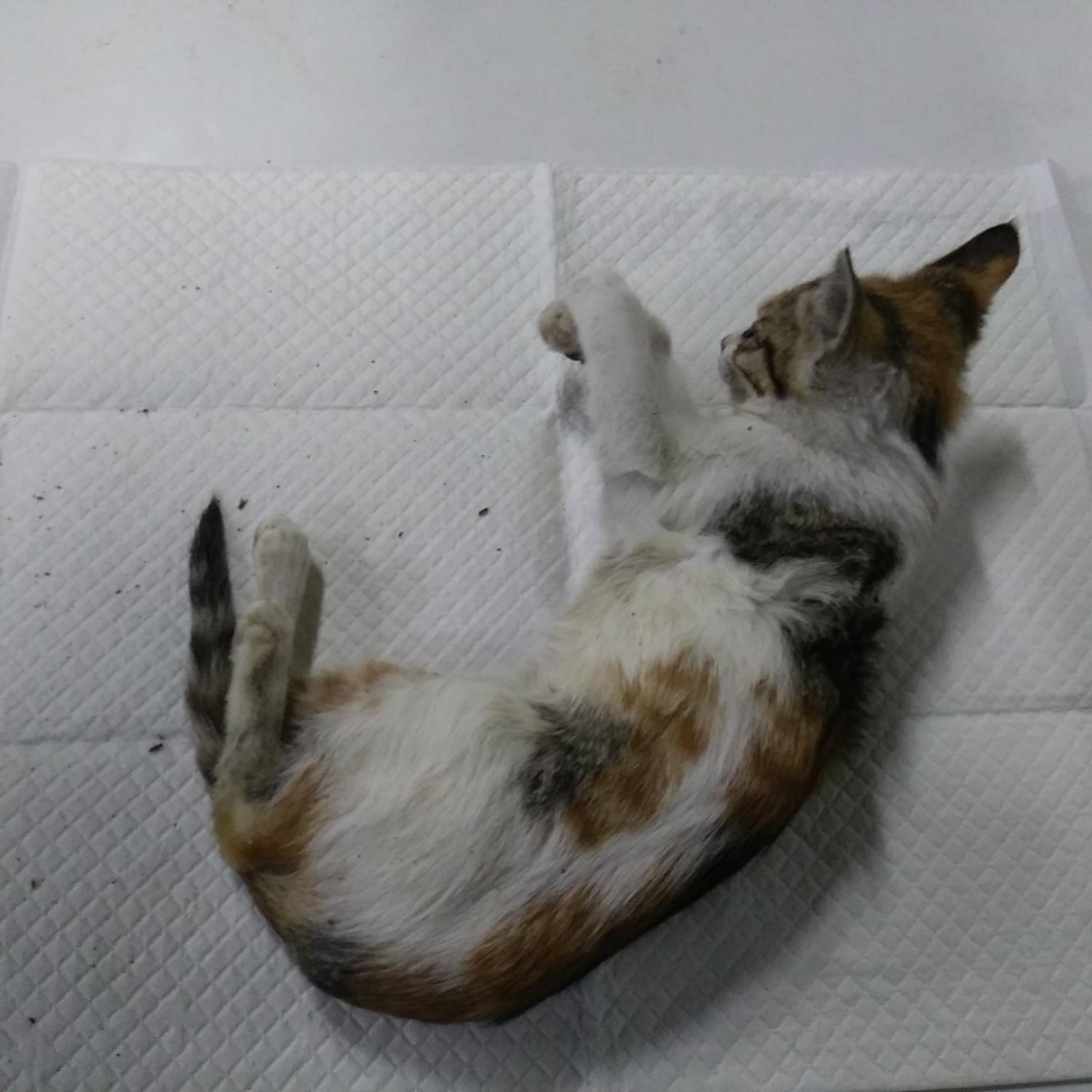 인천광역시수의사회_428352202400004