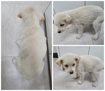 논산시 동물보호센터_444454202400032