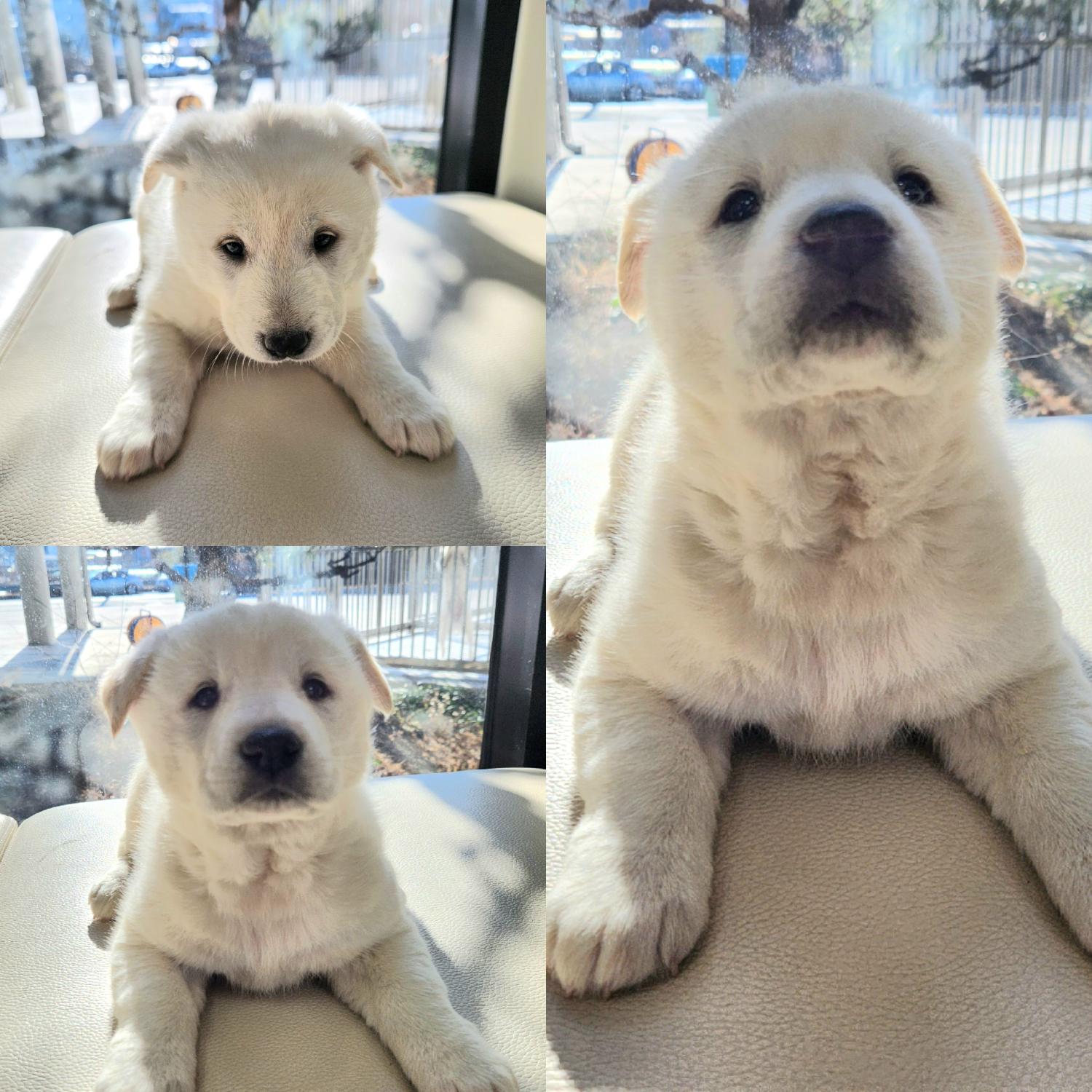 경주동물사랑보호센터_447505202400037