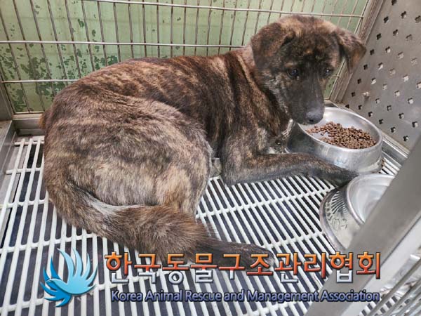 종료(안락사) 믹스…