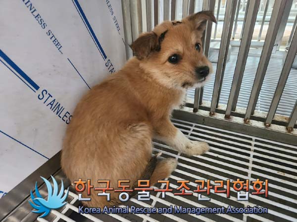 한국동물구조관리협회_441406202400062