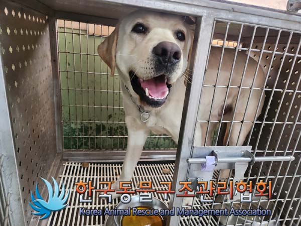 종료(입양) 라브라…