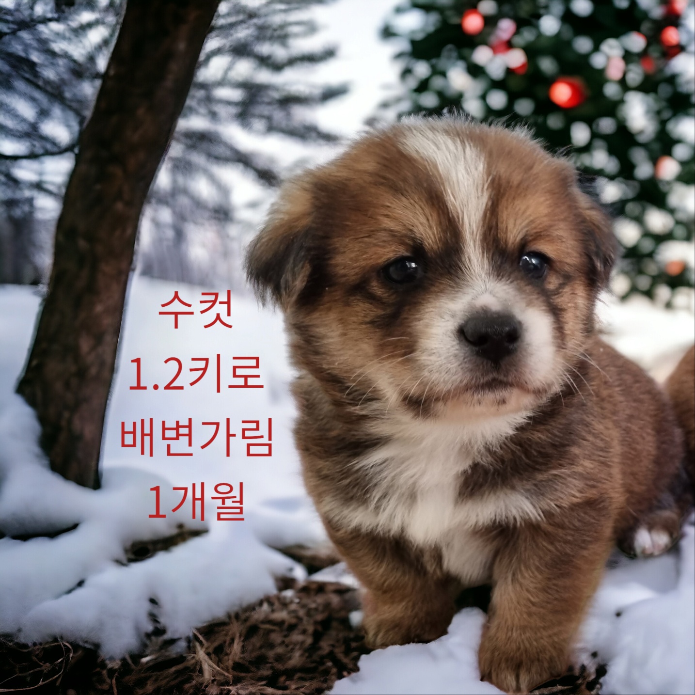 성주유기동물보호센터_447521202400018